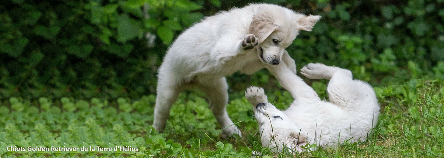 Education des chiots