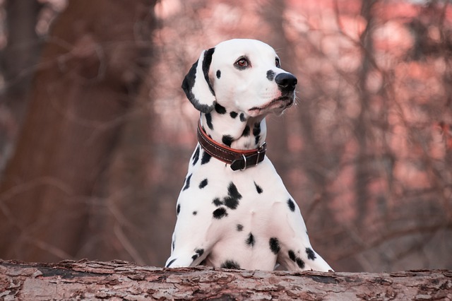 Un dalmatien avec un collier