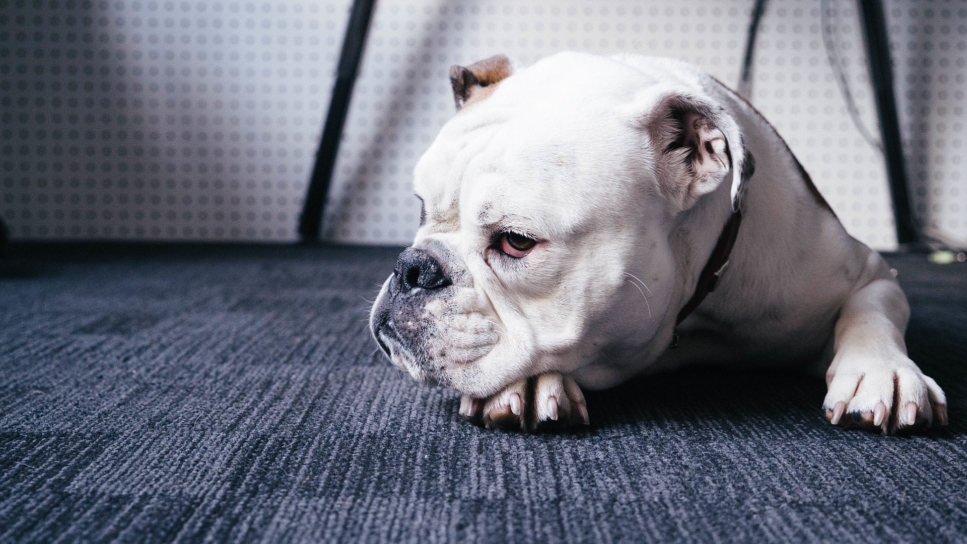 Combien de temps faut-il sortir son chien chaque jour ?