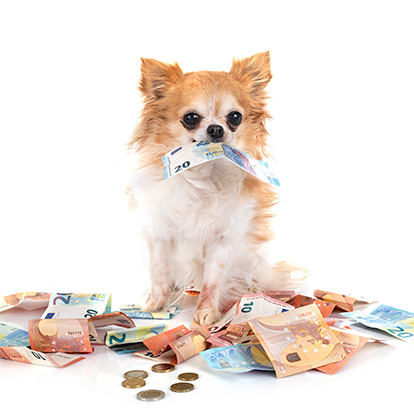 Eduquer / rééduquer mon chien, à quel prix ?