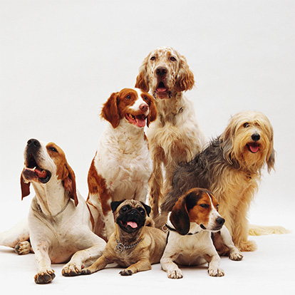 Les races de chiens de l’année 2022