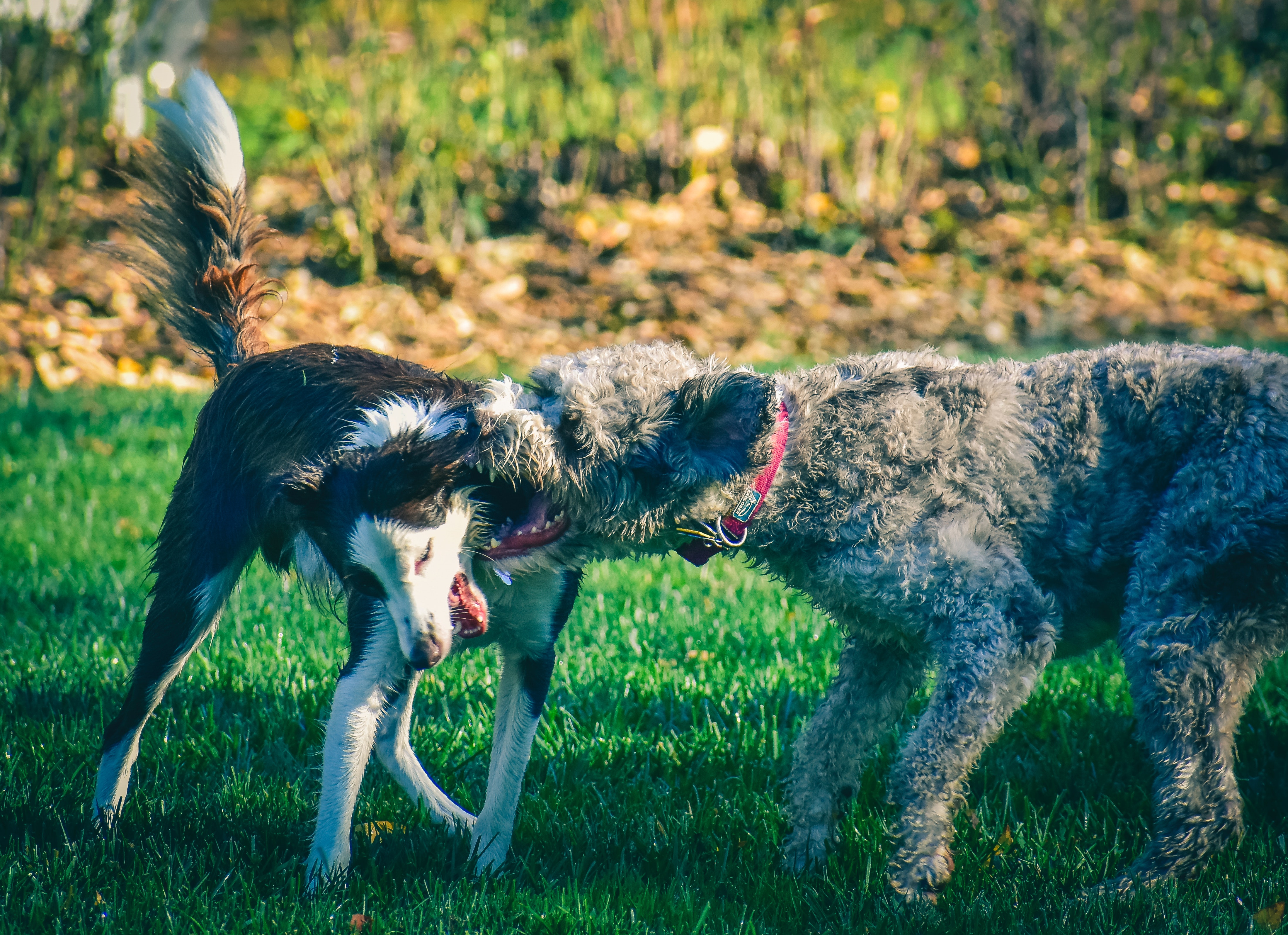 Agression d'un chien