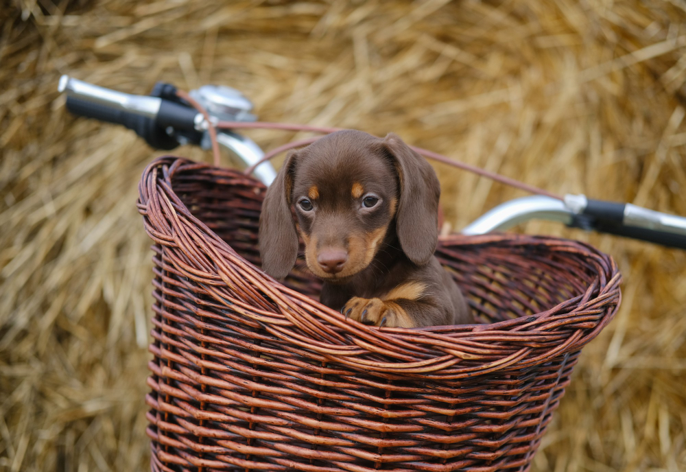 puis-je sortir mon chiot avant qu'il n'ait tous ses vaccins