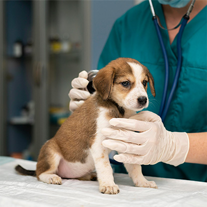 Peut-on sortir un chiot avant son 2ème vaccin ?
