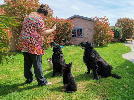 Education canine avec 4 chiens