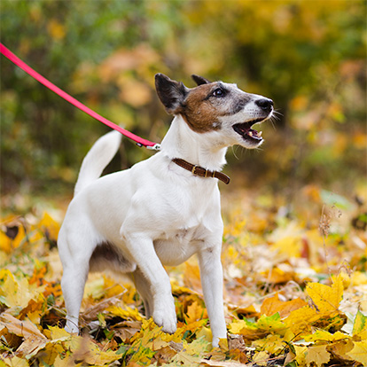 chien en collier