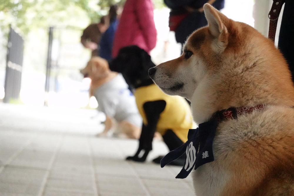 Maîtres et chiens écoutent le moniteur en éducation canine