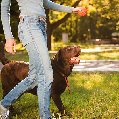 un chien en promenade