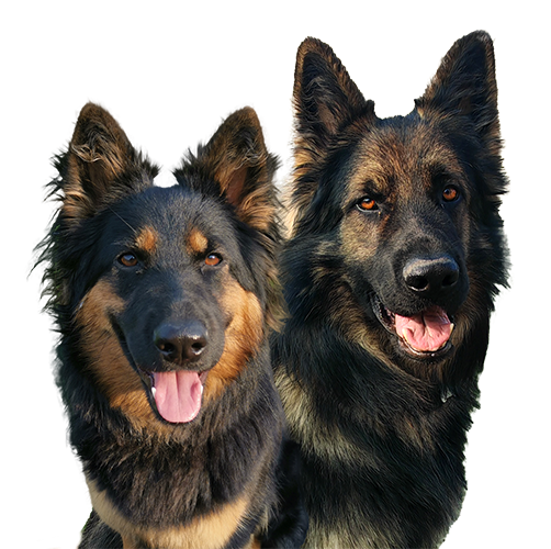 chien-educateur-comportementaliste-canin-77-91