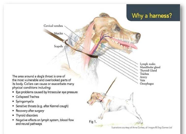 collier ou harnais : représentation du cou du chien et des organes vulnérables qui sont sous le collier