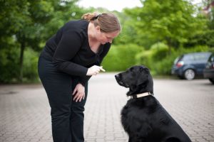 comportementaliste canin