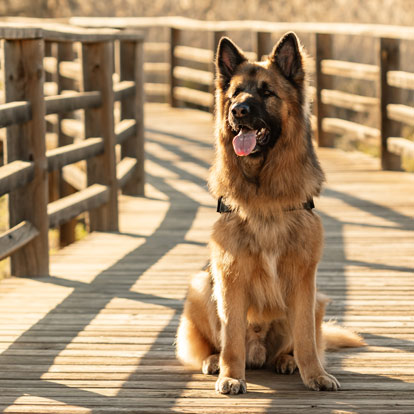 Méthode Escafre Chien libre - Beau berger allemand