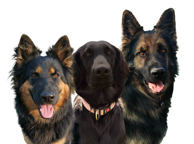educateur-canin-les-bonnes-manieres-pascaline-payette